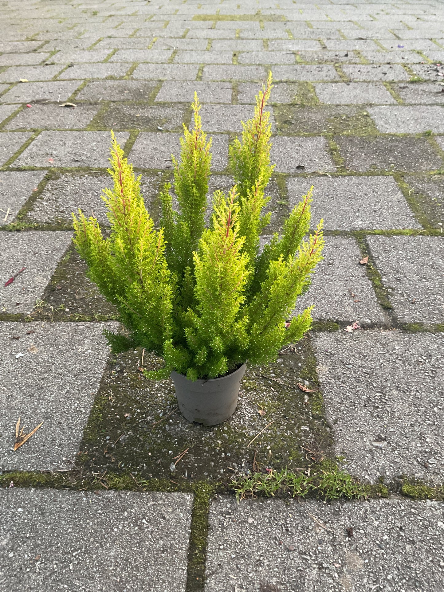 Erica arborea ‘Estrella Gold’ P13