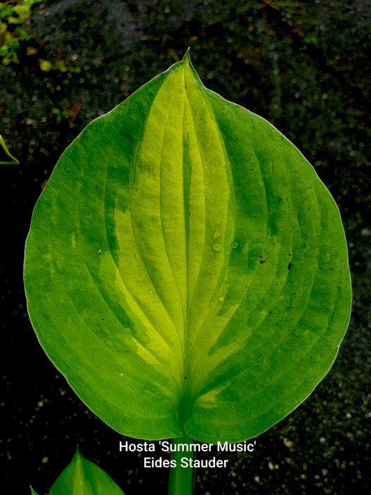 Hosta ‘Summer Music’