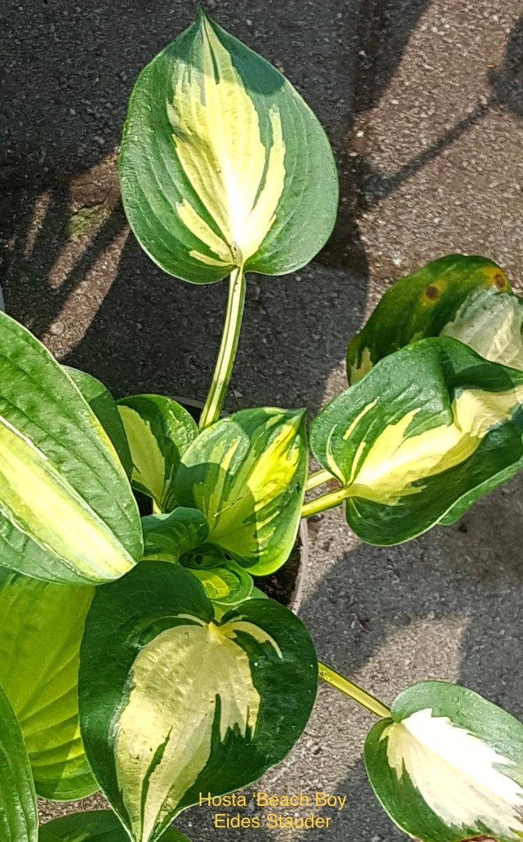 Hosta ‘Beach Boy’