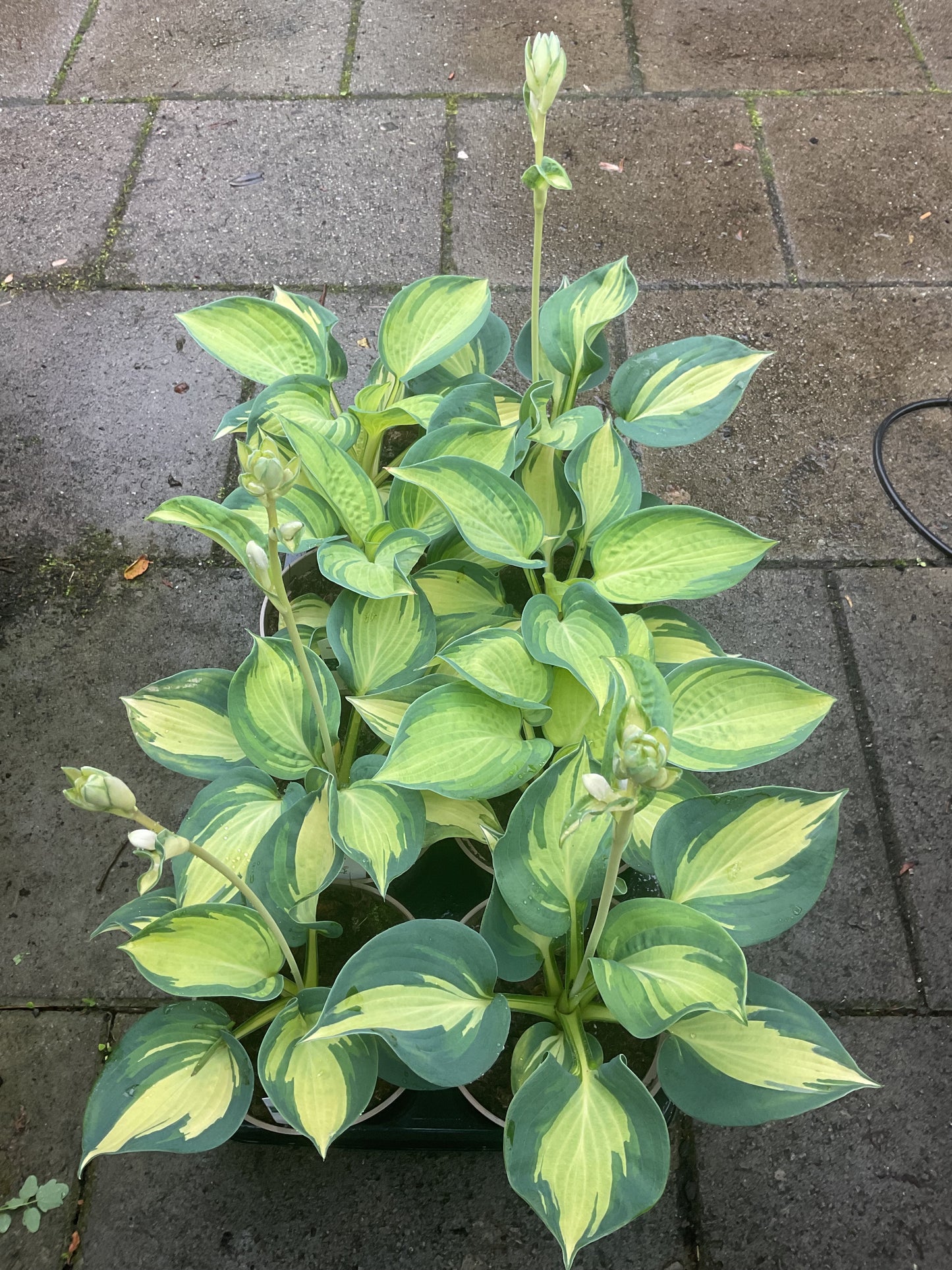 Hosta ‘Great Expectations’