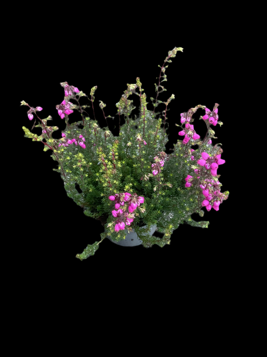 Erica cinerea Rosa P9