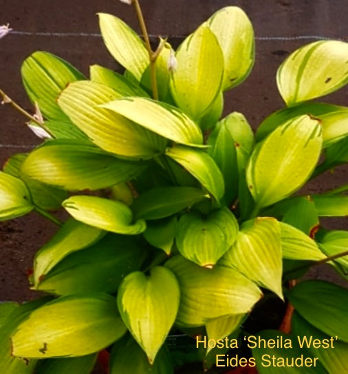 Hosta ‘Sheila West’