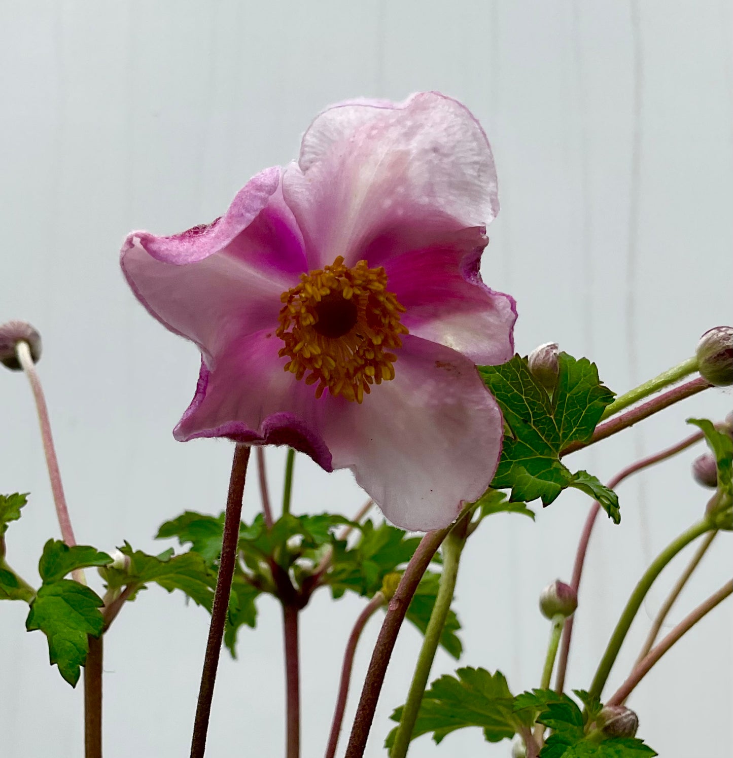 Anemone japonica ‘Fantasy Jasmine’ P13