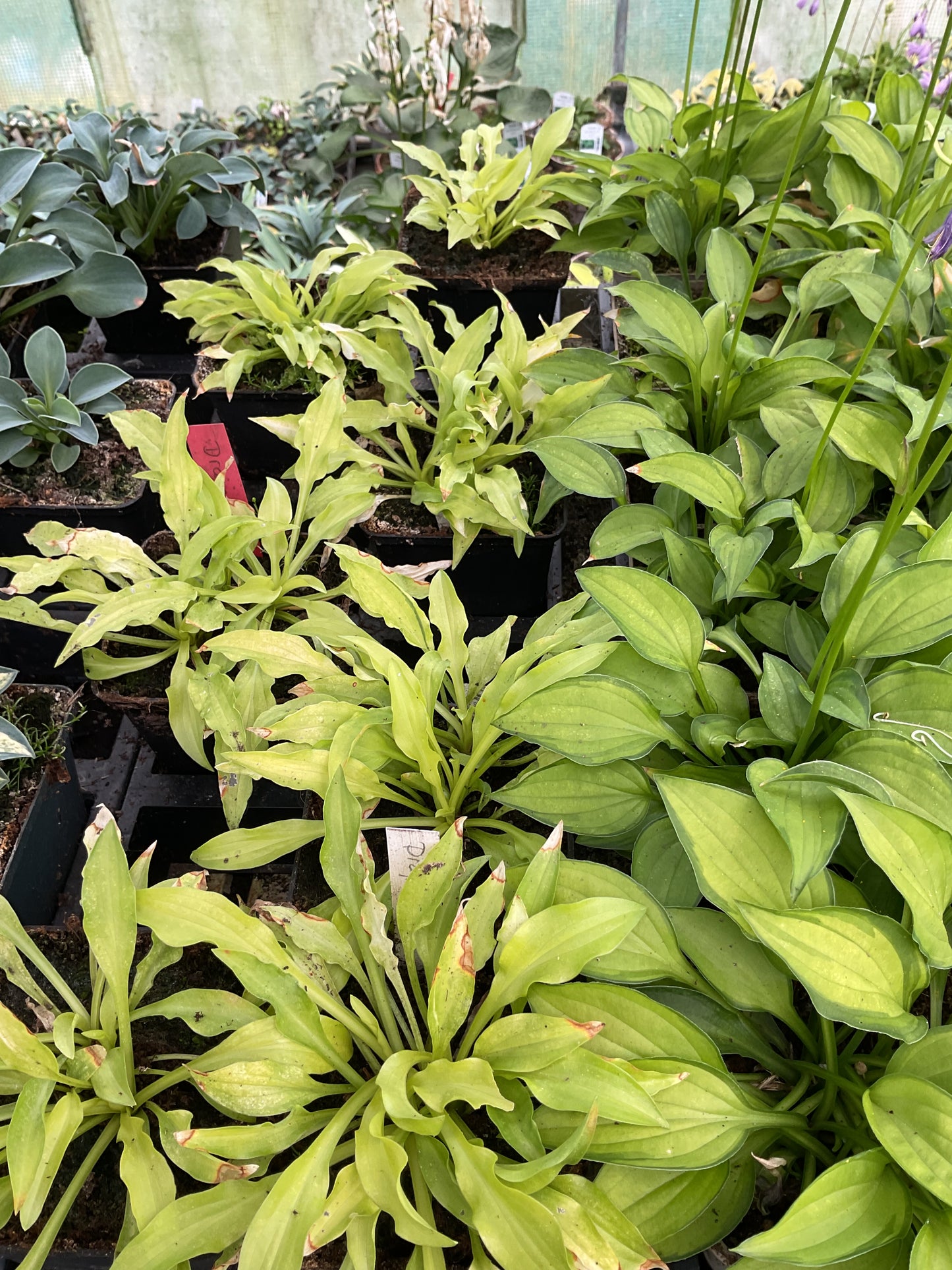 Hosta ‘Dragon Tails’ P9x9