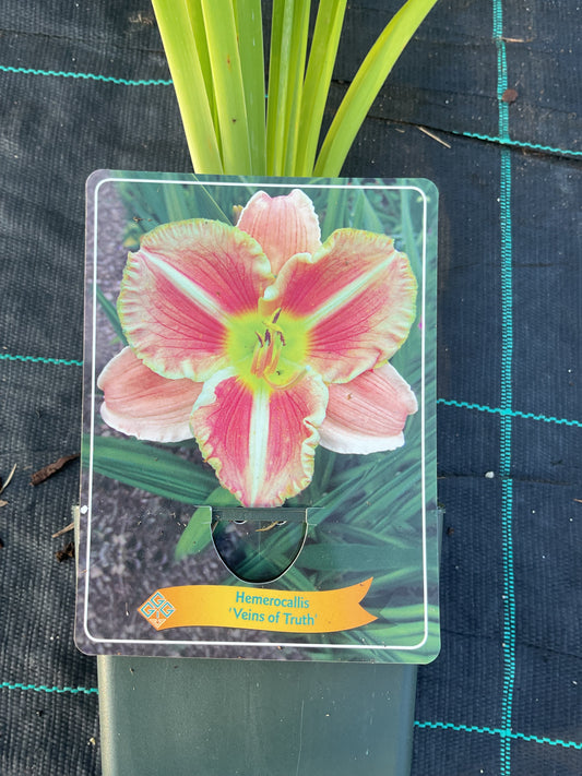 Hemerocallis ‘Veins of Truth’ P11x11
