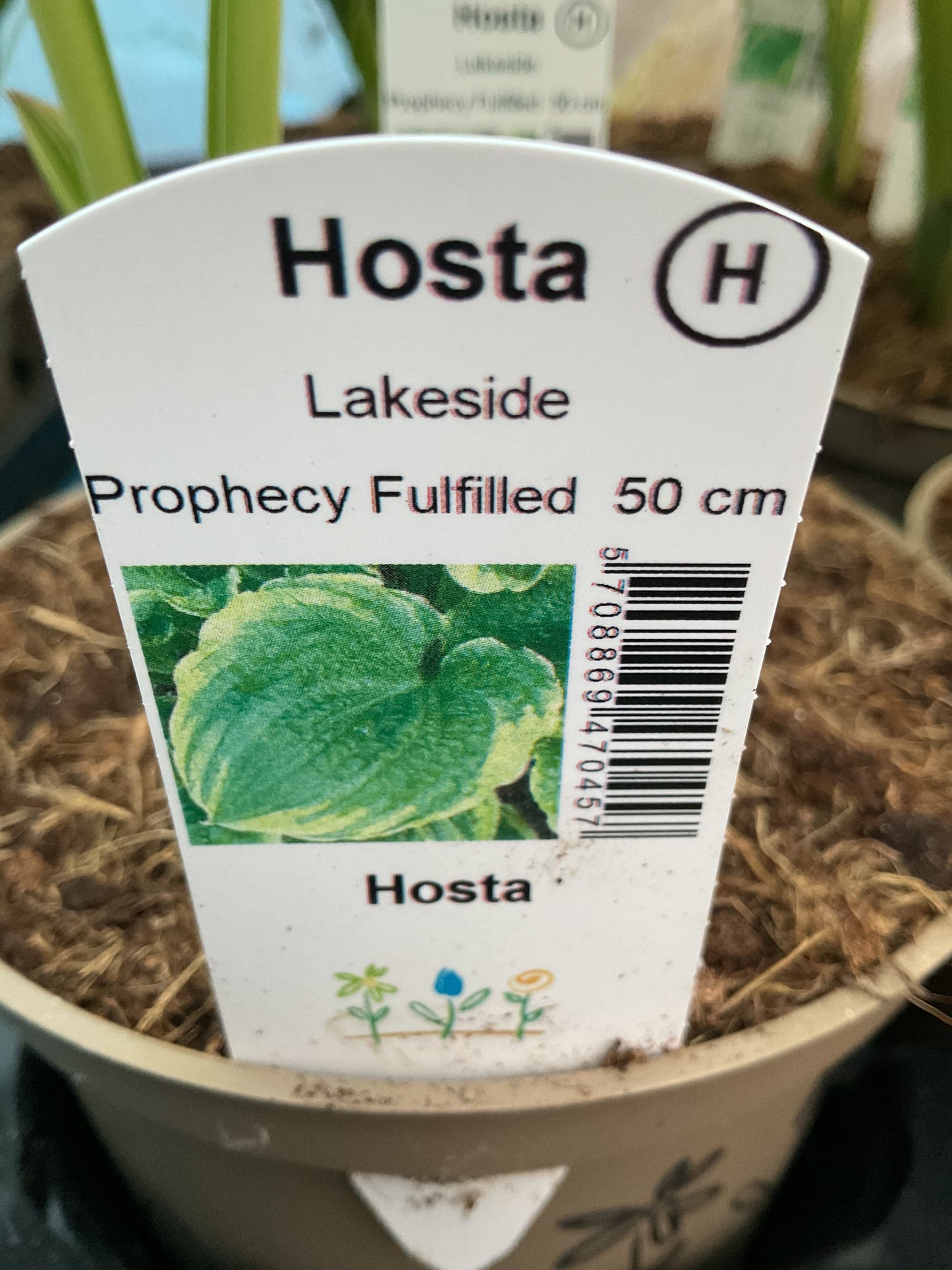 Hosta ‘Lakeside Prophecy Fulfilled’ P15