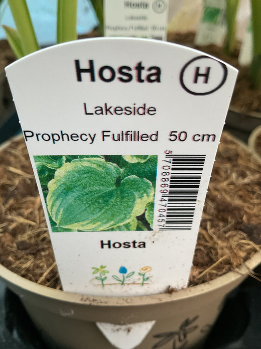 Hosta ‘Lakeside Prophecy Fulfilled’ P15