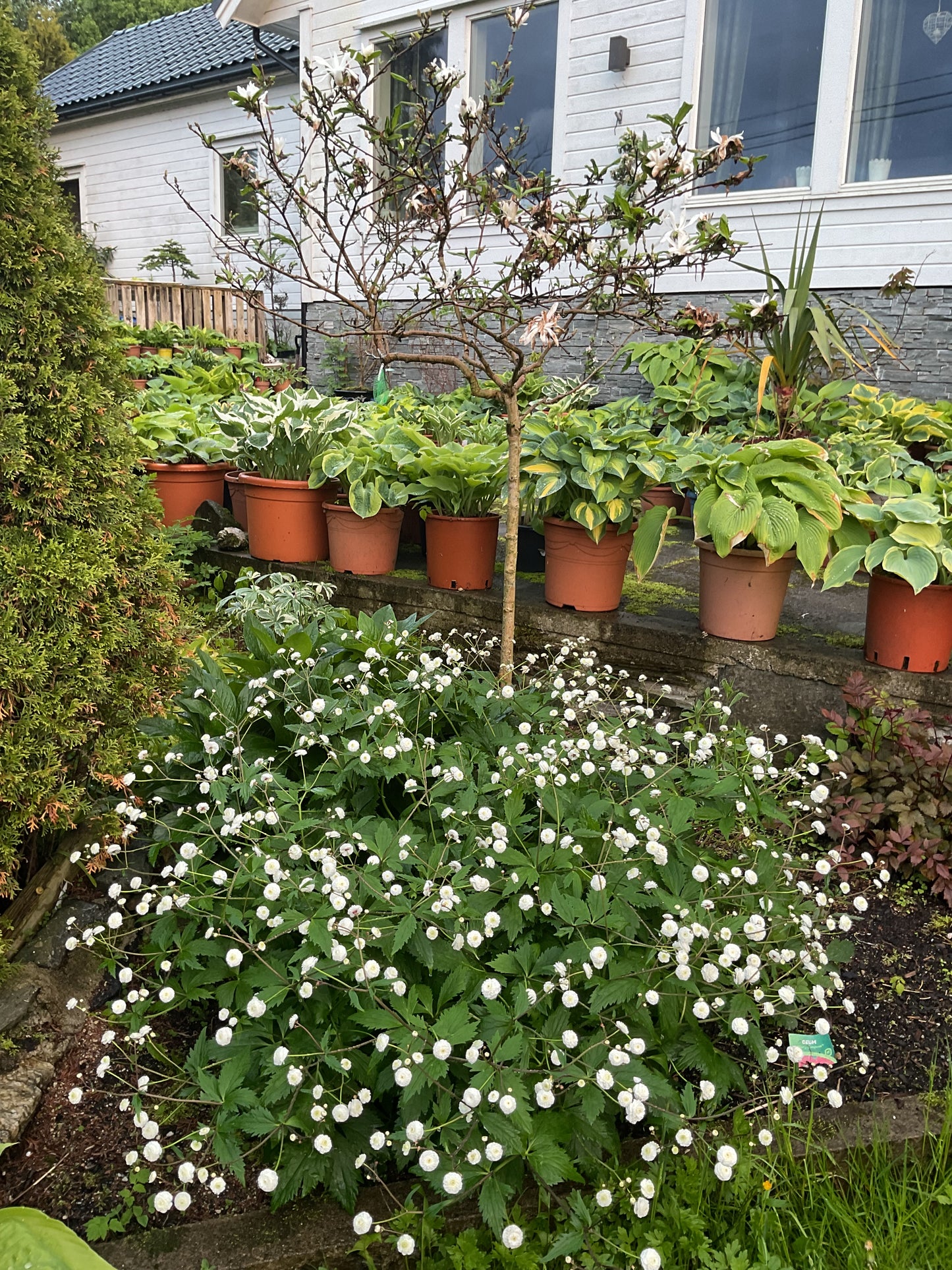 Ranunculus aconitifolius ‘Pleniflorus’ P13