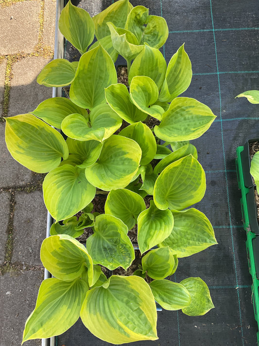 Hosta ‘Summer Breeze’