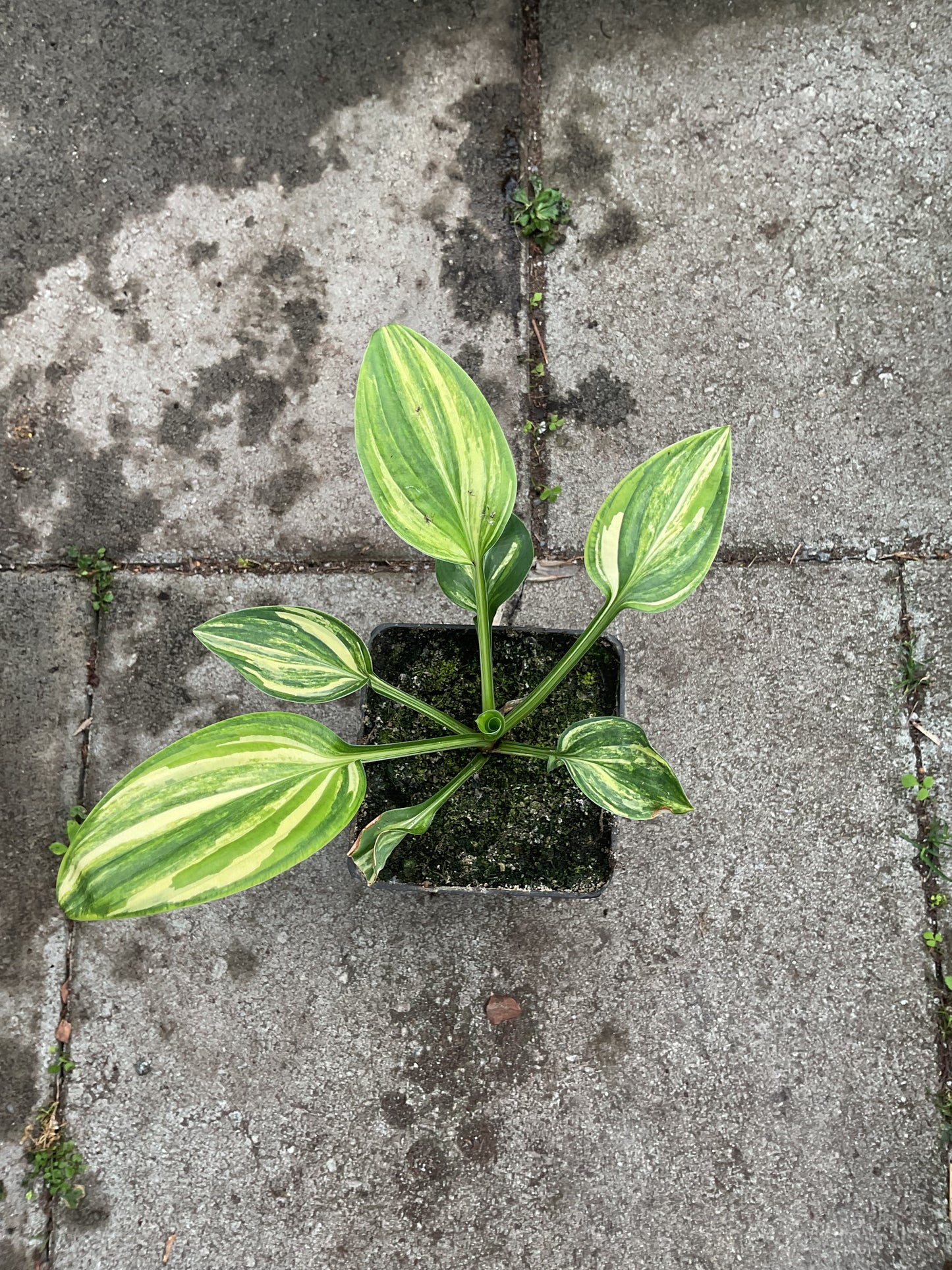 Hosta ‘William Lackman’ P9x9 cm