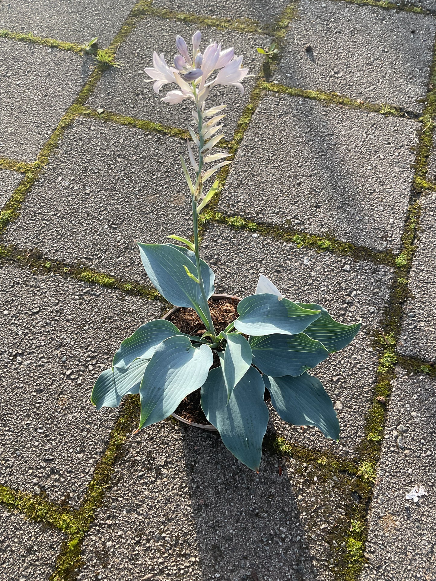 Hosta ‘Stuck on Blue’ P15