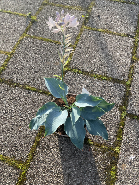 Hosta ‘Stuck on Blue’ P15