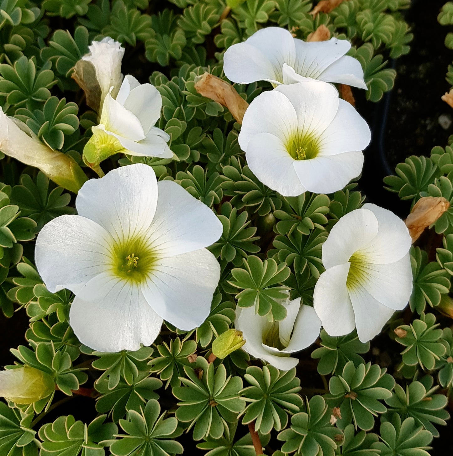 Oxalis enneaphylla ‘Alba’