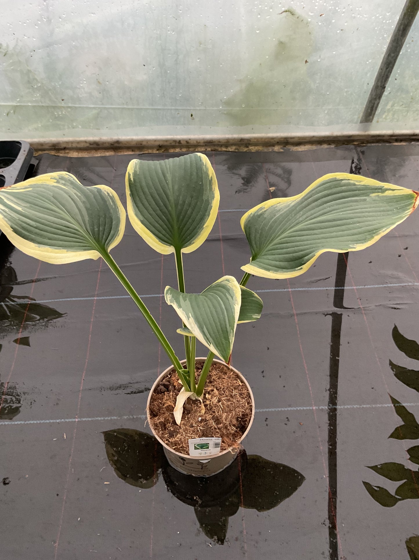 Hosta ‘Hollywood Doppelganger’ P15