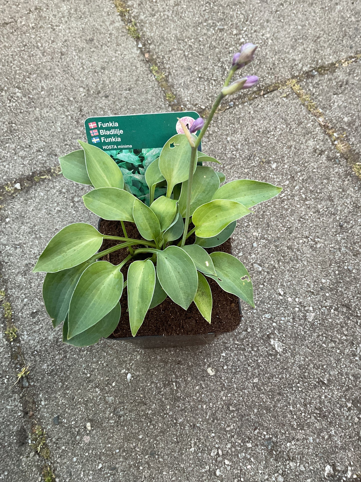 Hosta ‘Minima’