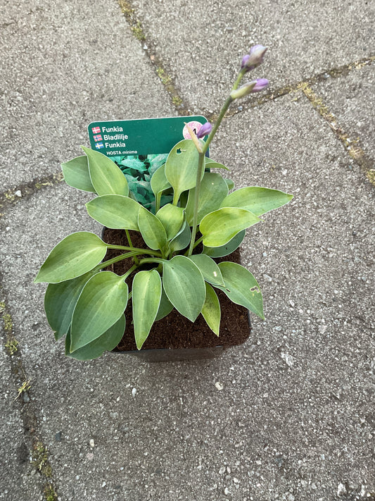 Hosta ‘Minima’