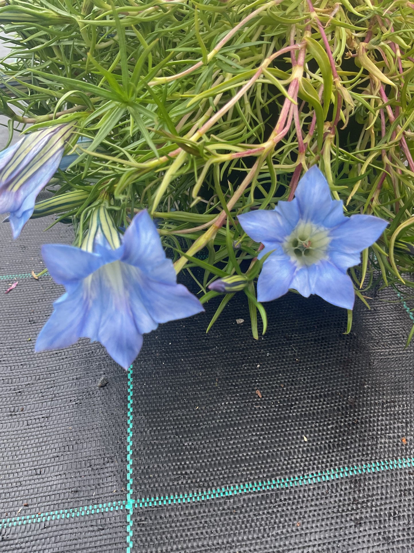 Gentiana s-ornata ‘Strathmore’ P17