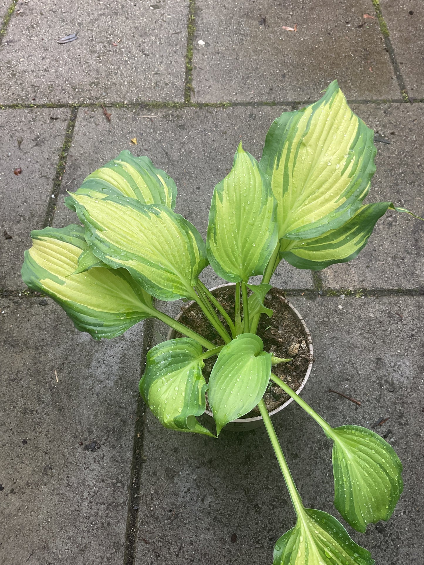 Hosta ‘Angel Falls’ P15