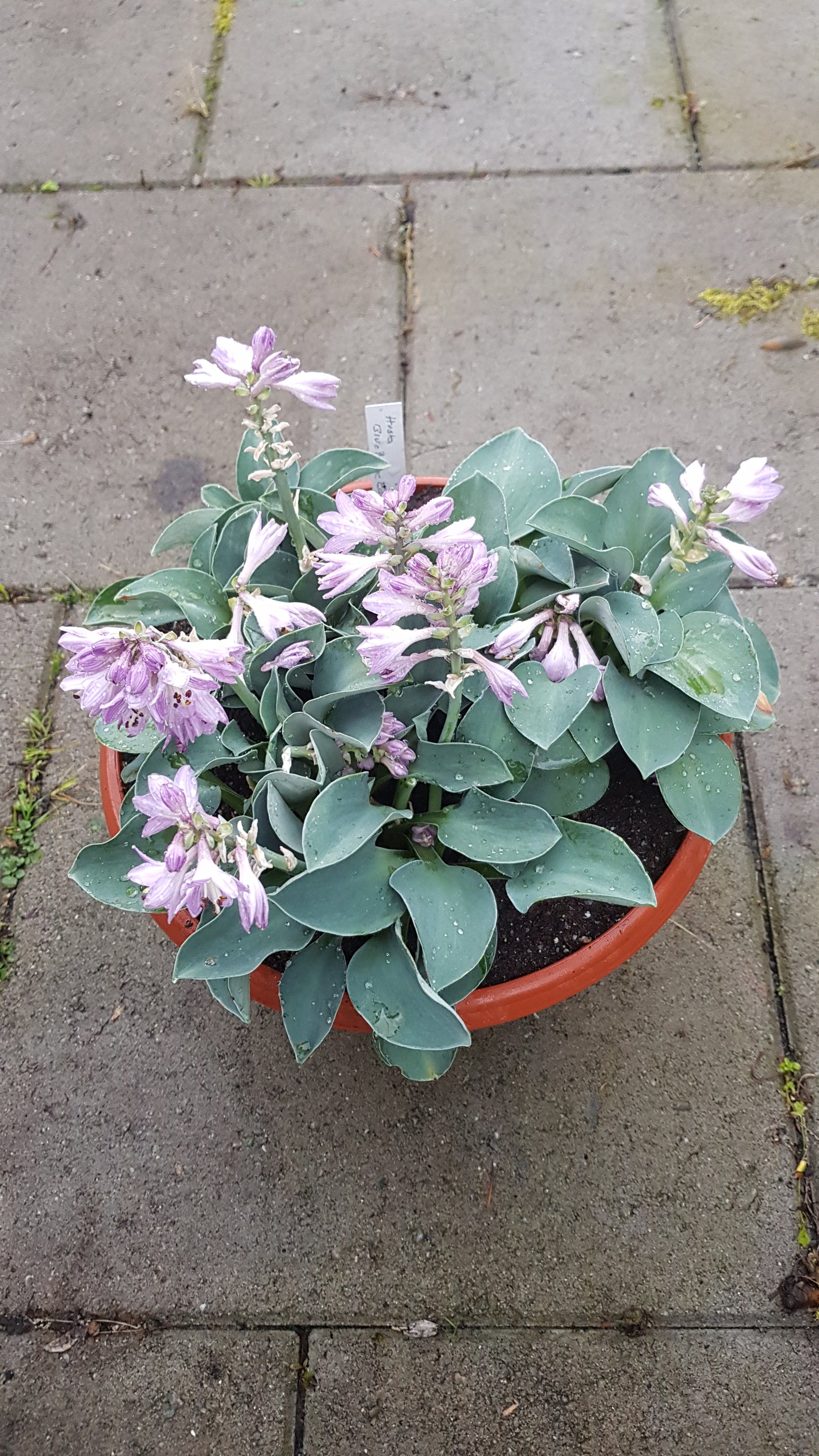 Hosta ‘Blue Mouse Ears’