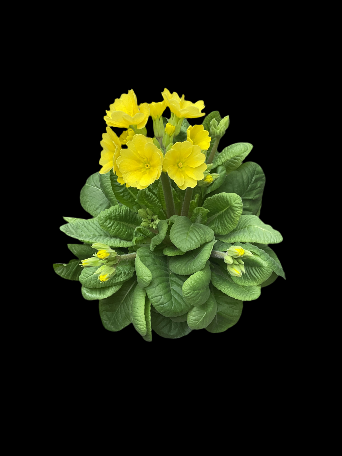 Primula veris ‘Officinalis’