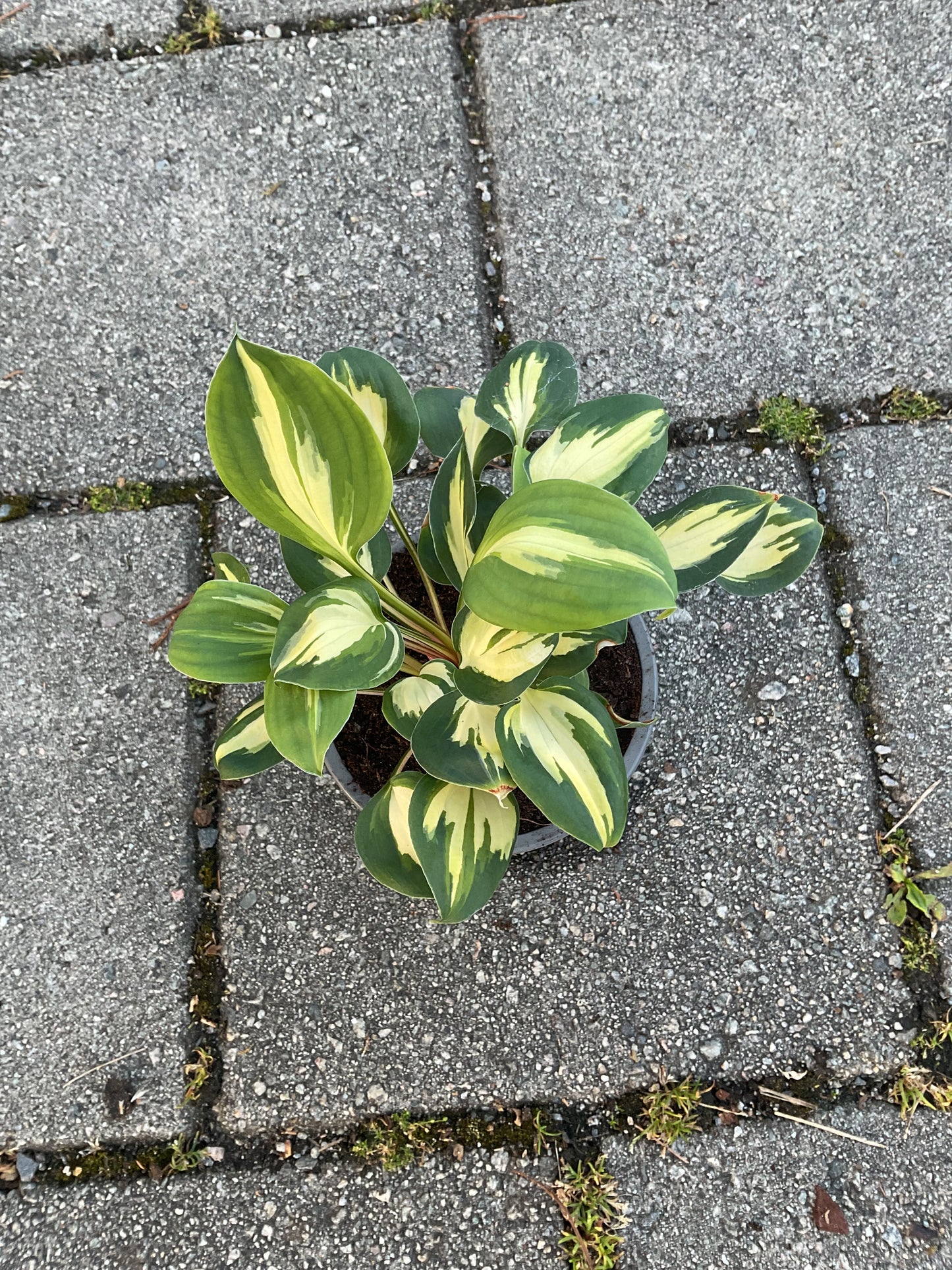 Hosta ‘Xanadu’ P12