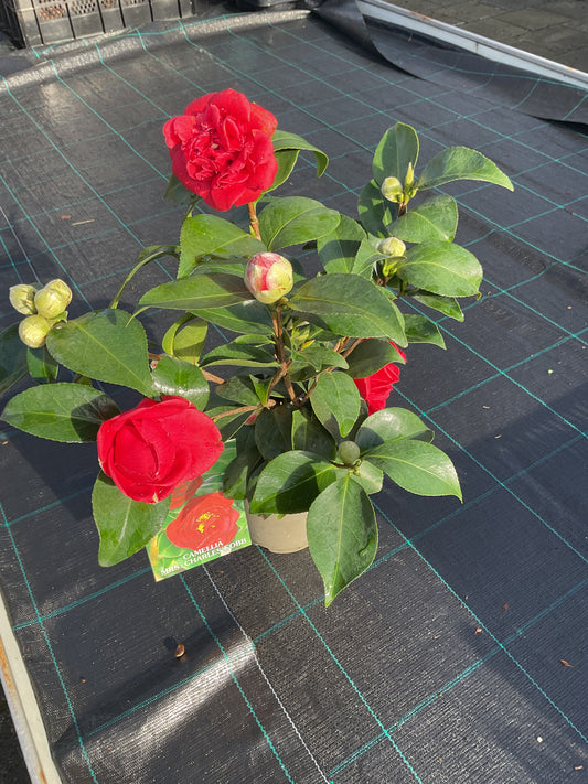 Camellia japonica ‘Mrs Charles Cobb’ P15