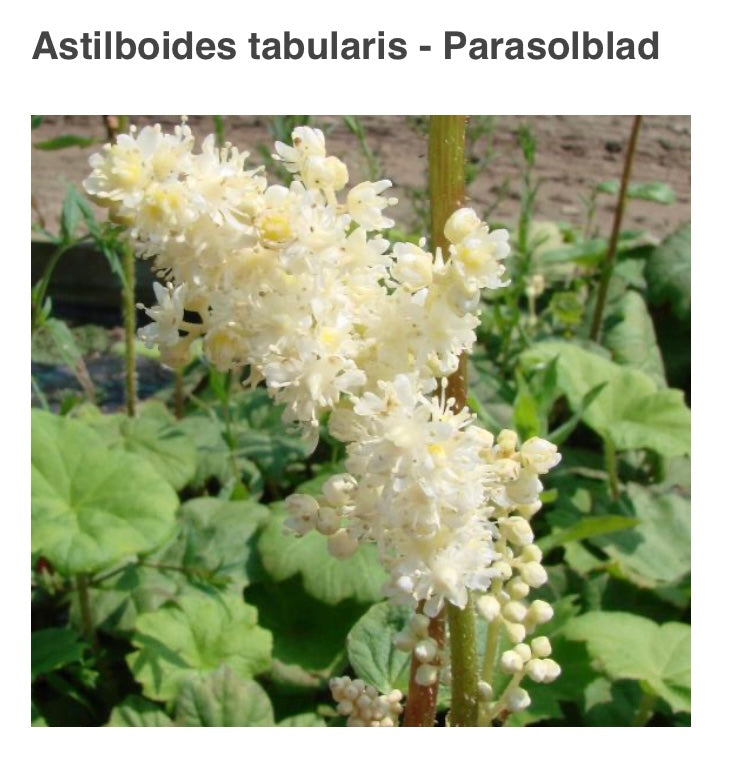 Astilboides tabularis P17