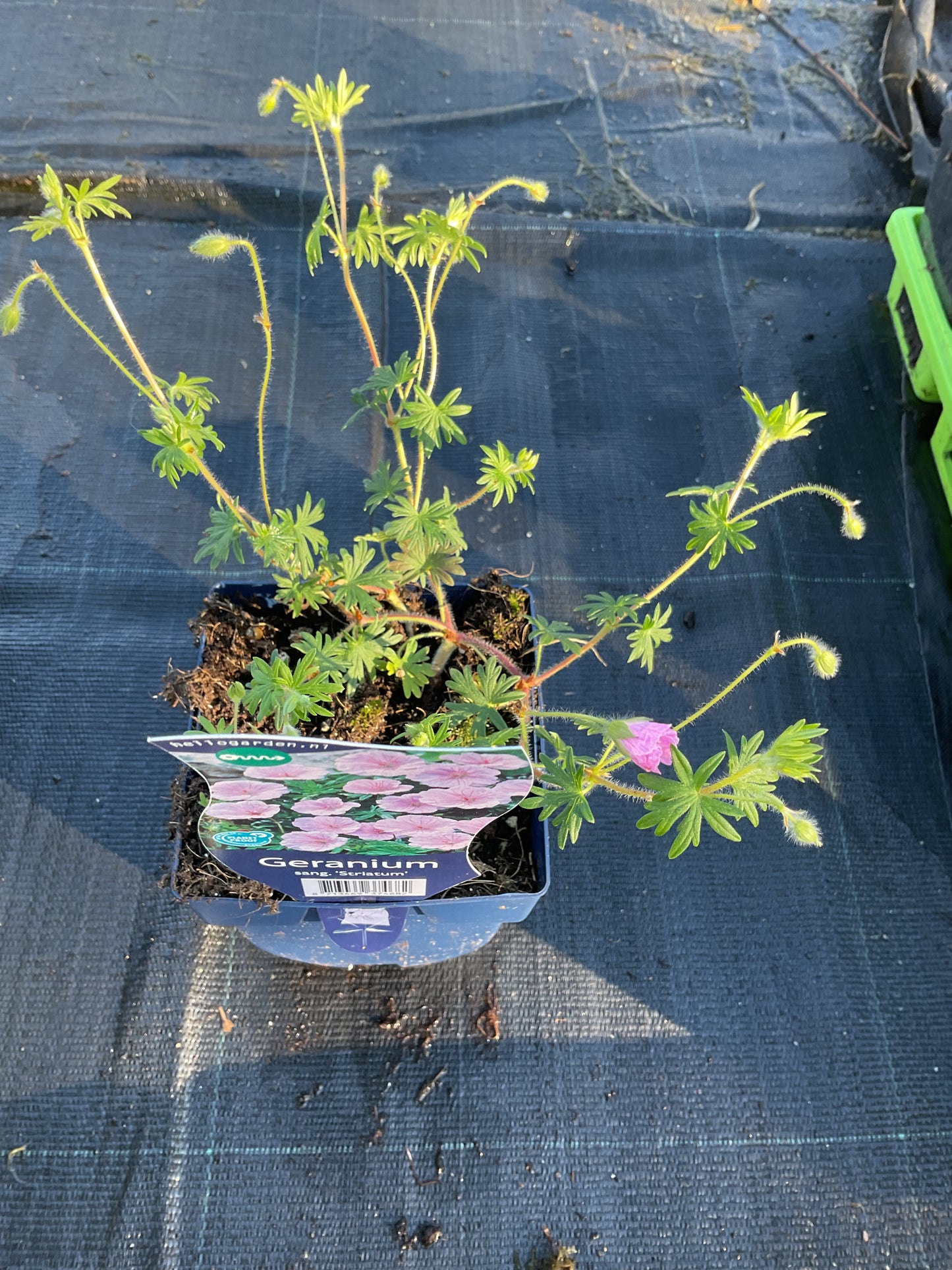 Geranium sanguineum var ‘Striatum’ P11x11