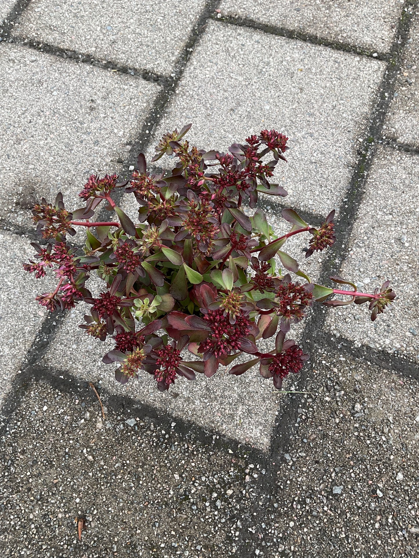 Sedum hybrid ‘Brown Sugar’ P12