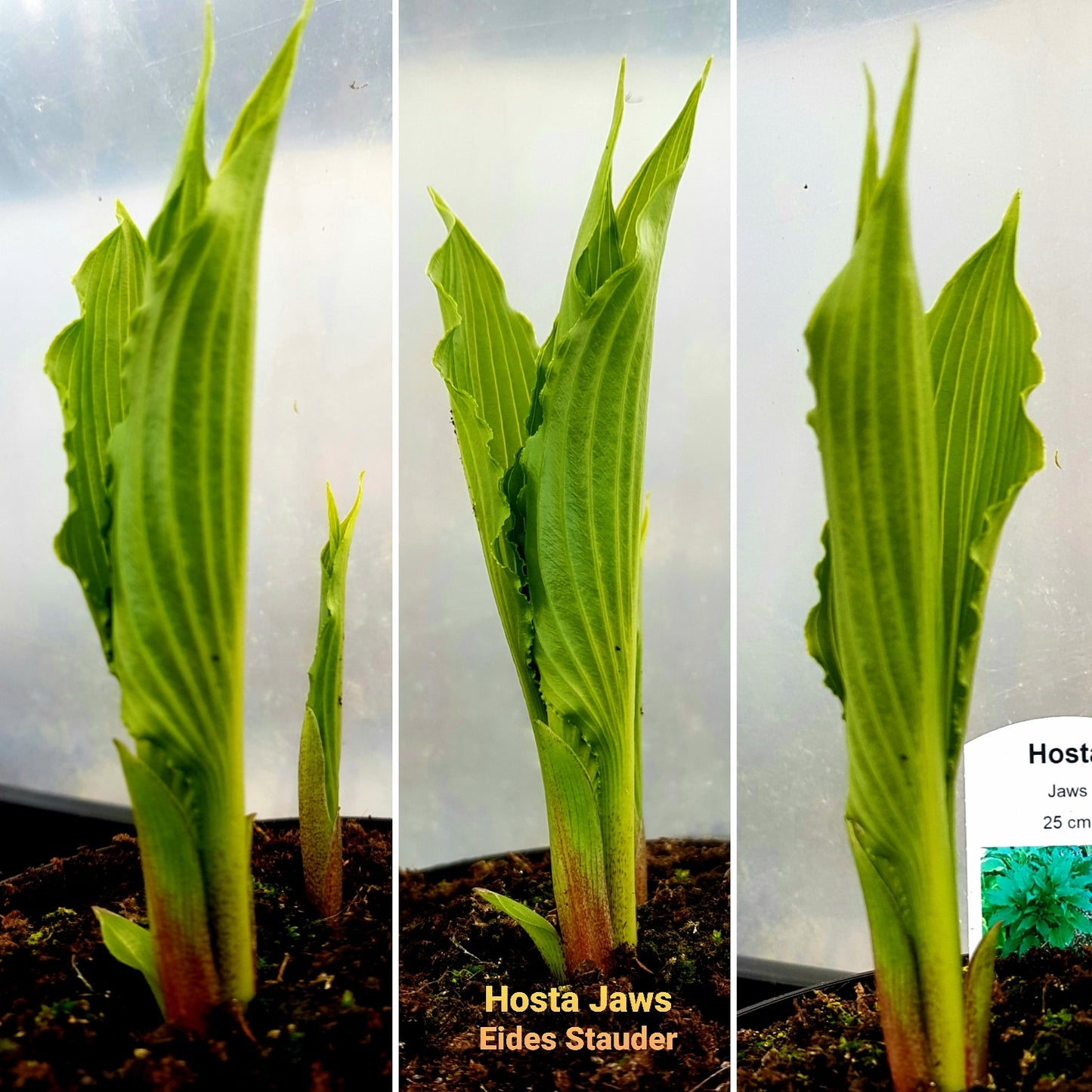 Hosta ‘Jaws’