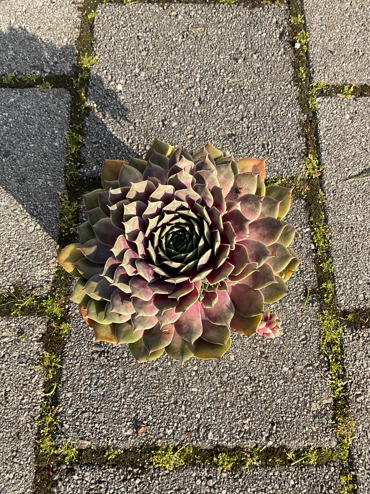 Sempervivum ‘Big Sam’™️ ‘Purple Quartz’ P17