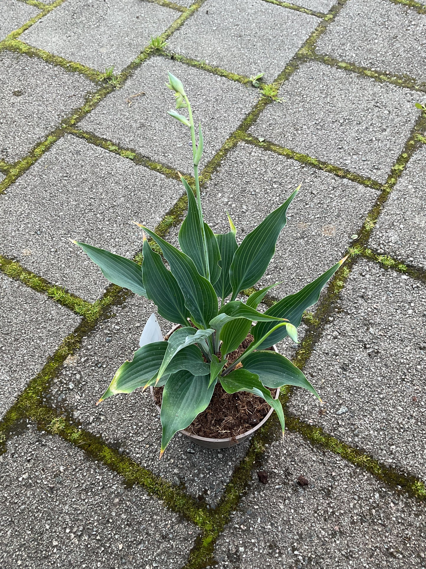 Hosta ‘Smokey’