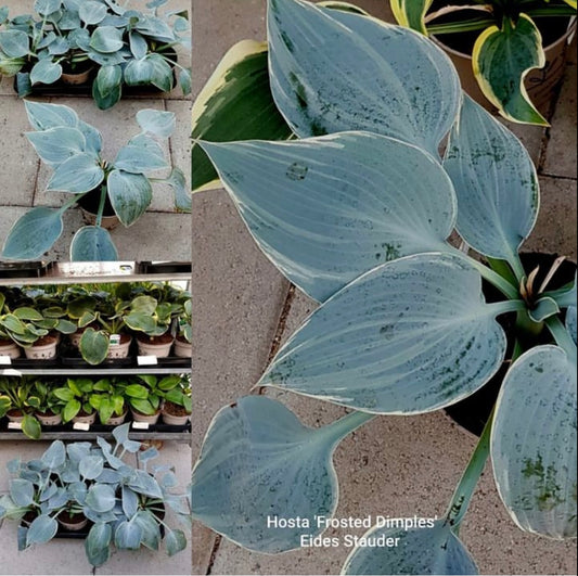 Hosta ‘Frosted Dimples’