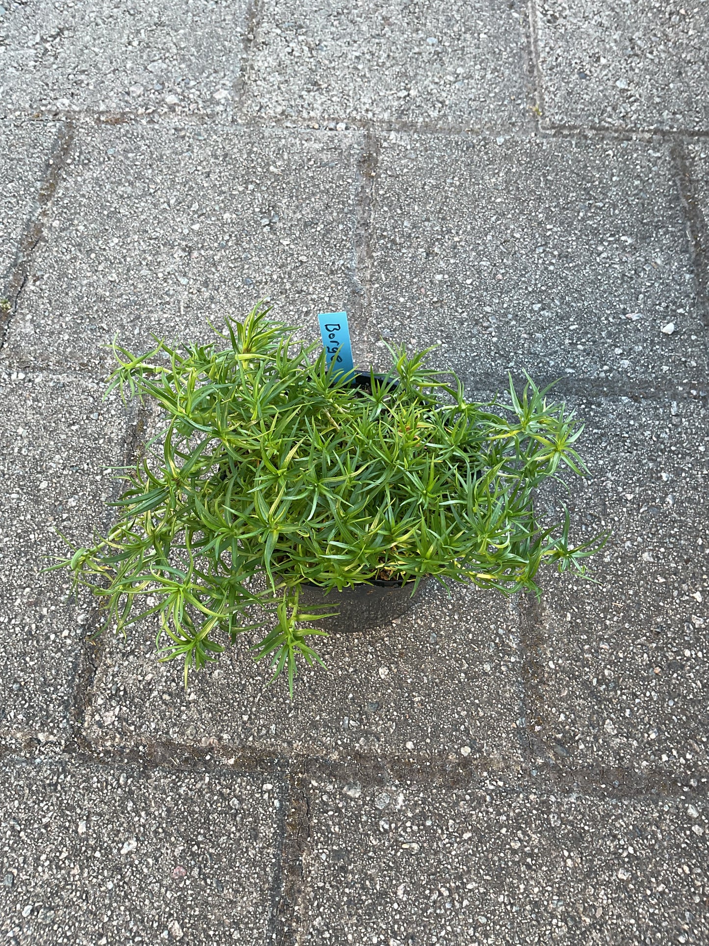 Gentiana sino-ornata ‘Borge’ P17