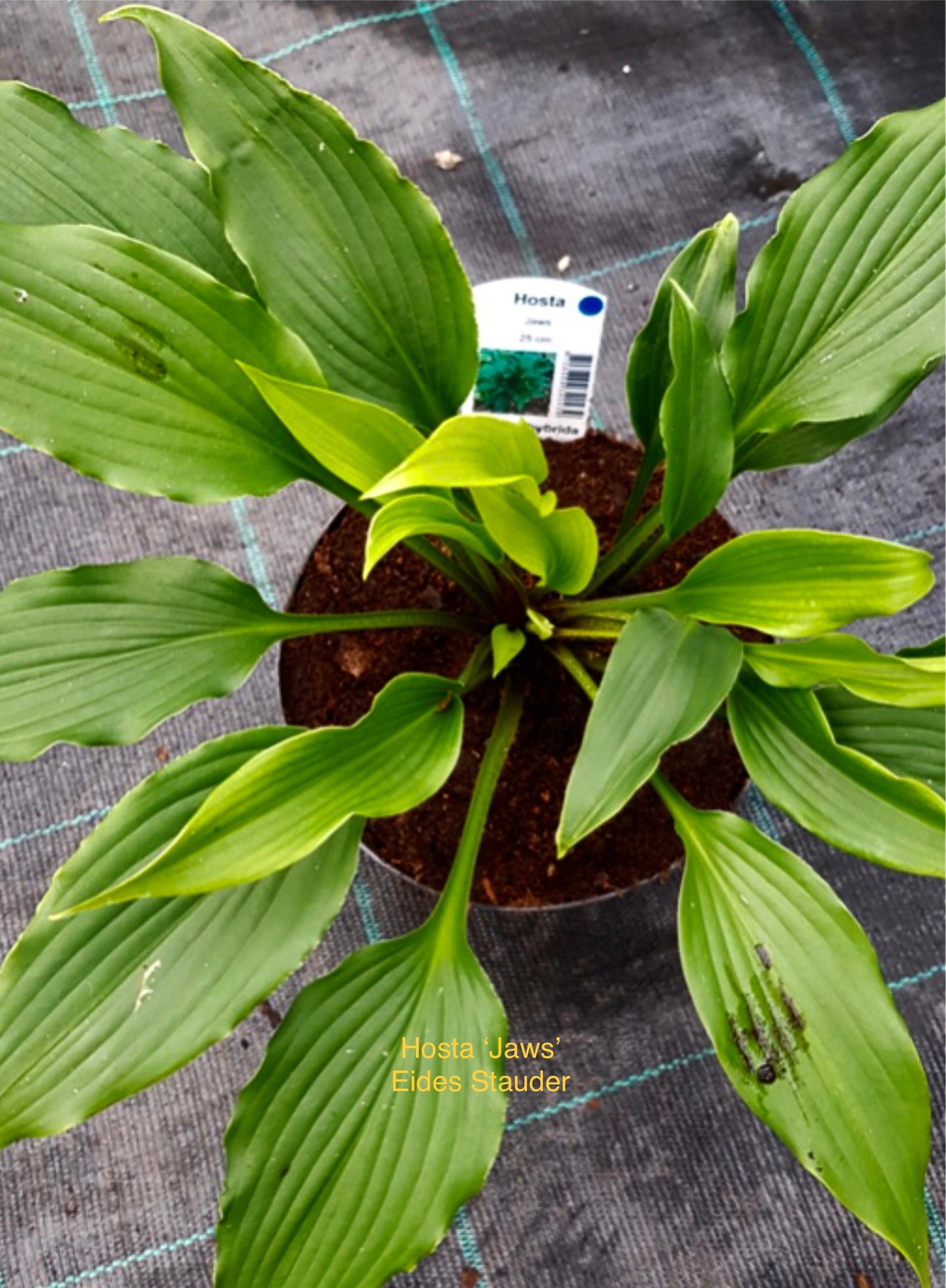 Hosta ‘Jaws’