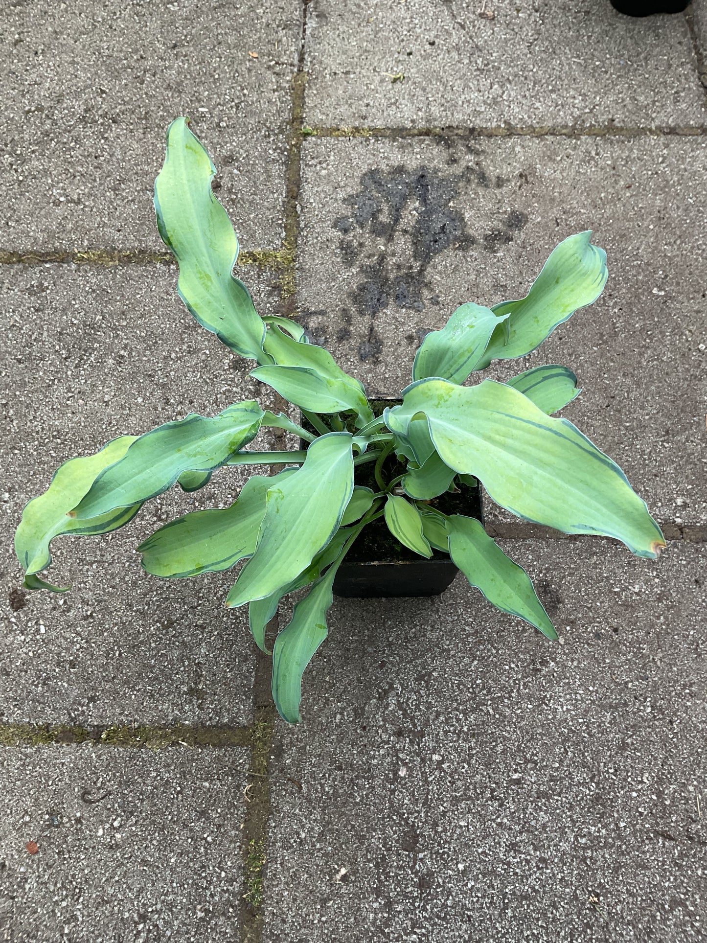 Hosta ‘Ripple Effect’