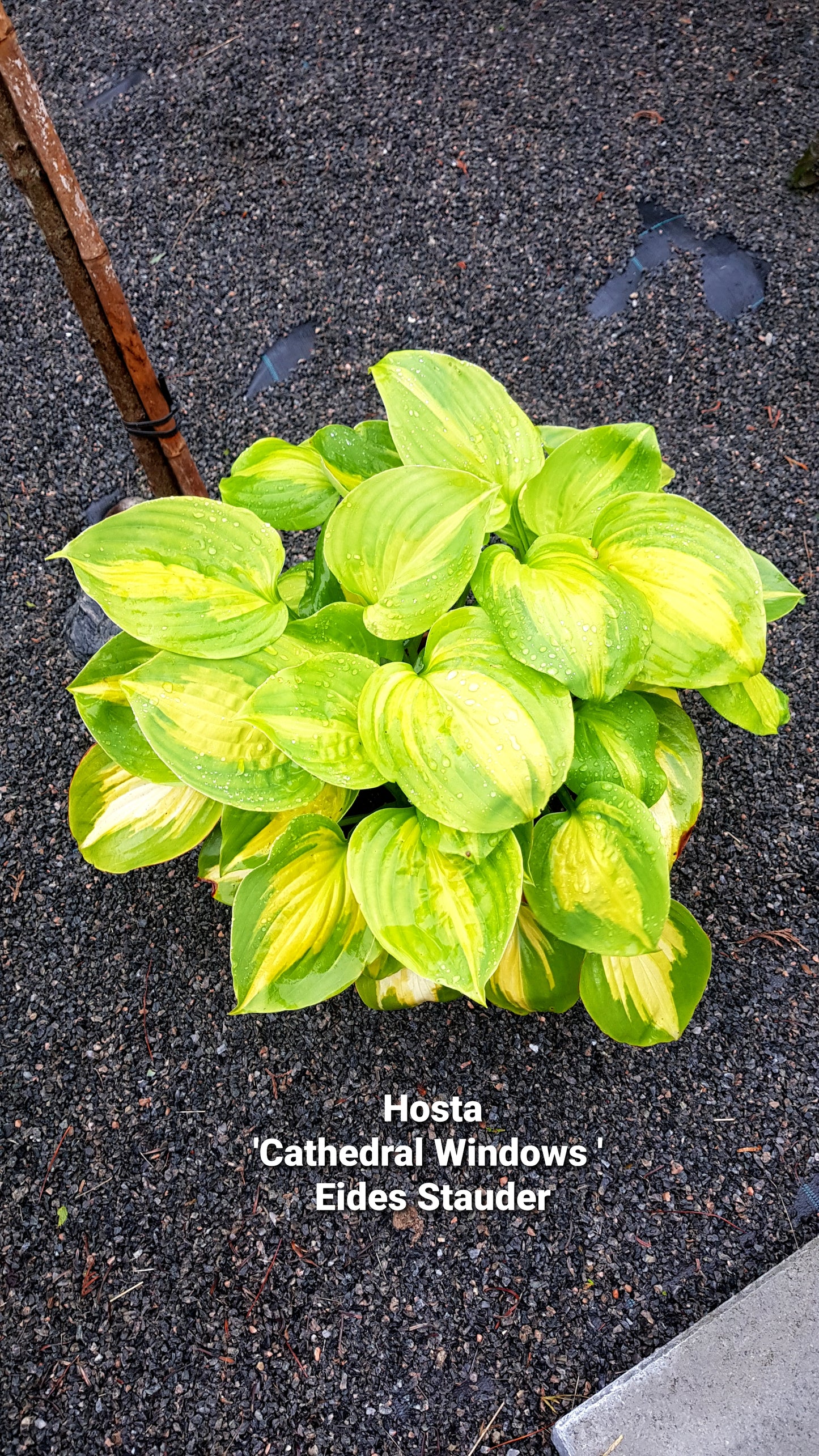 Hosta ‘Cathedral Windows’