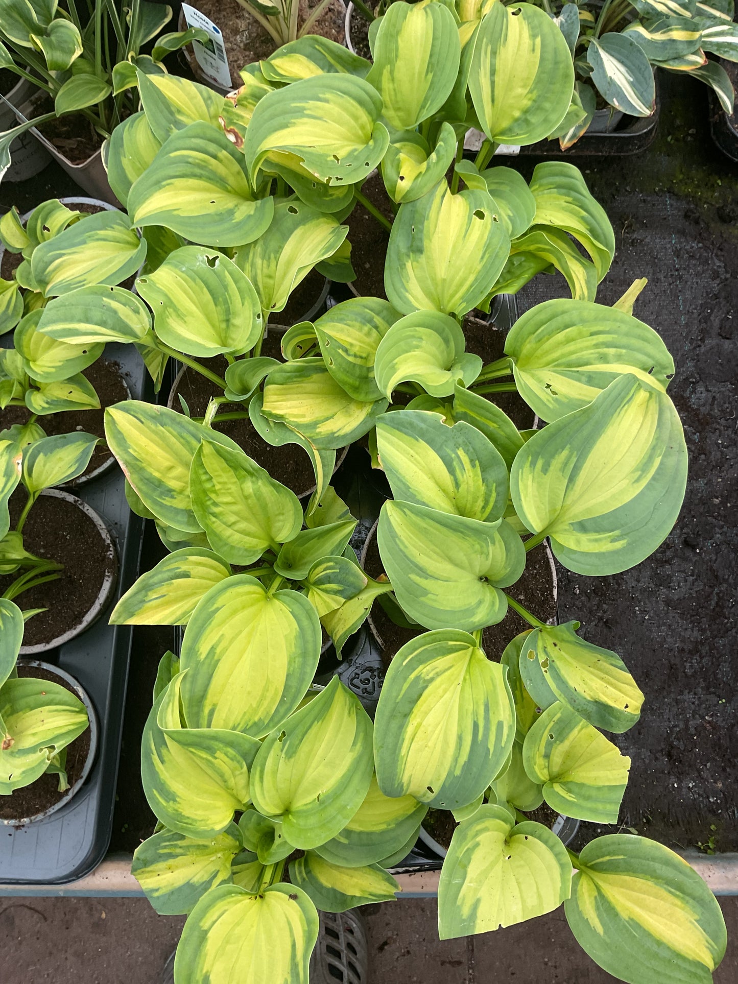 Hosta ‘Emerald Charger’