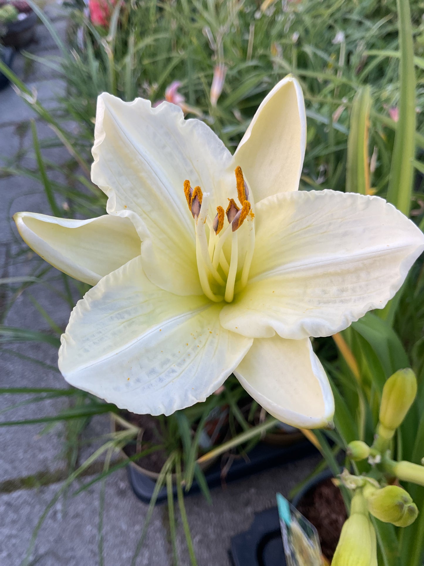 Hemerocallis ‘Longfields Pearl’ P17