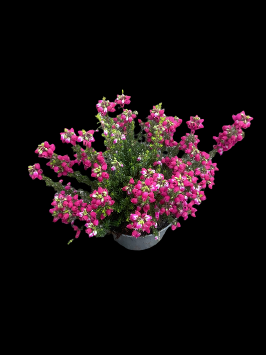 Erica cinerea Rød P9