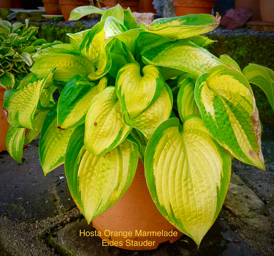 Hosta ‘Orange Marmelade’ P15