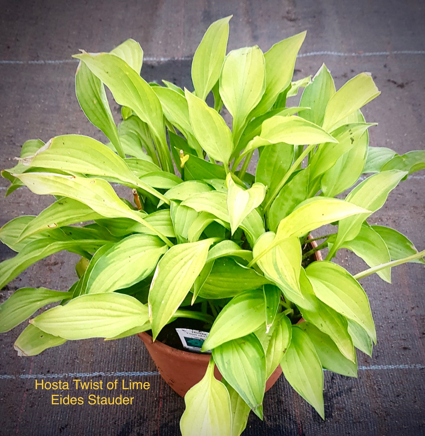 Hosta ‘Twist of Lime’