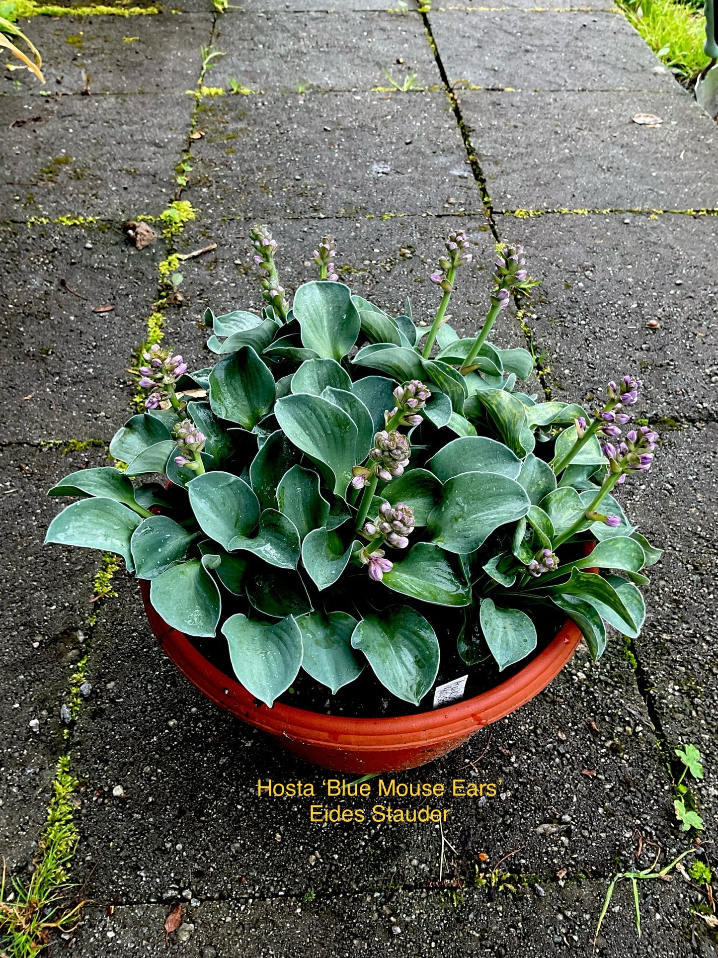 Hosta ‘Blue Mouse Ears’