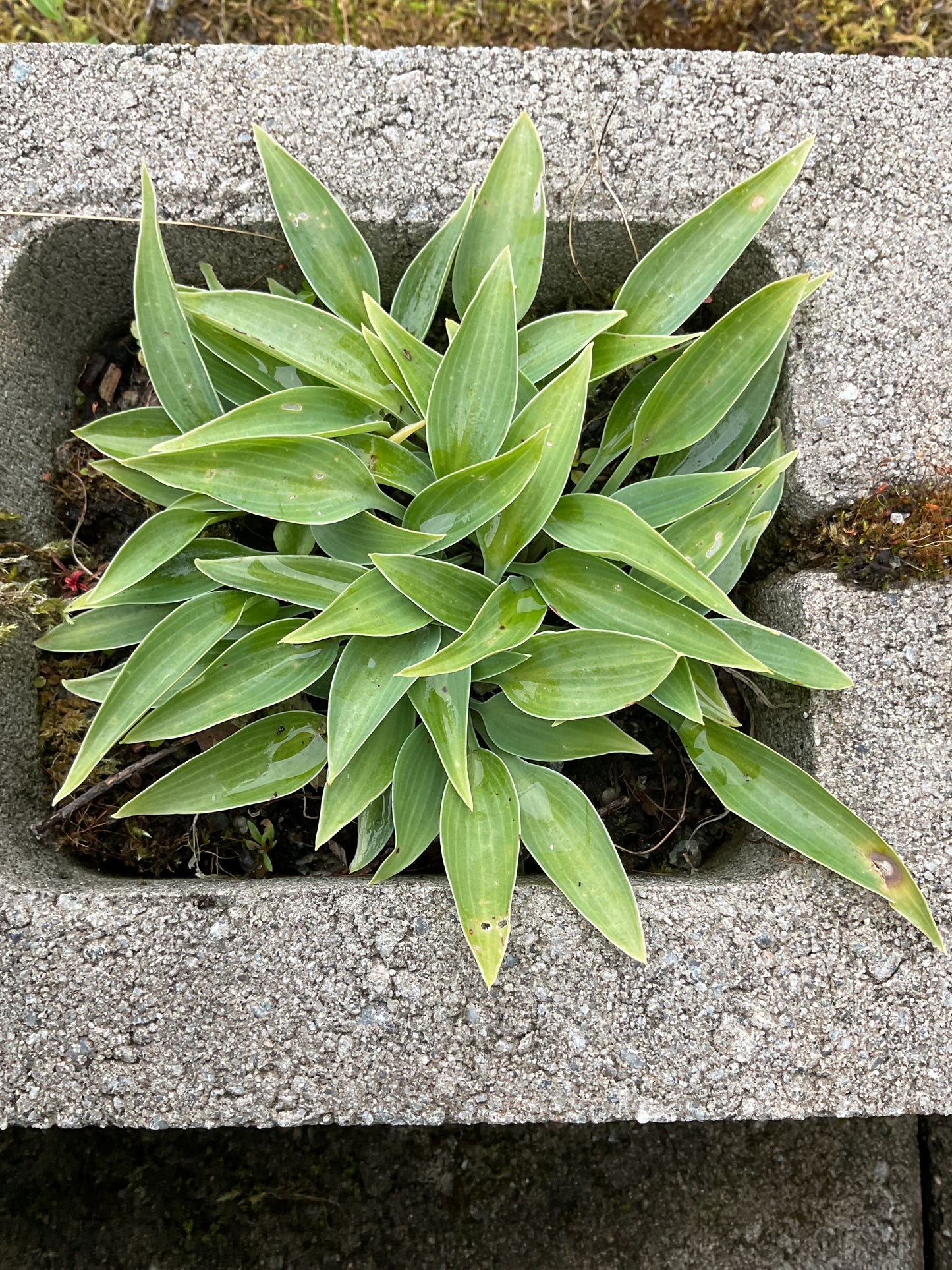 Hosta ‘Sherborne Swift’ P9x9