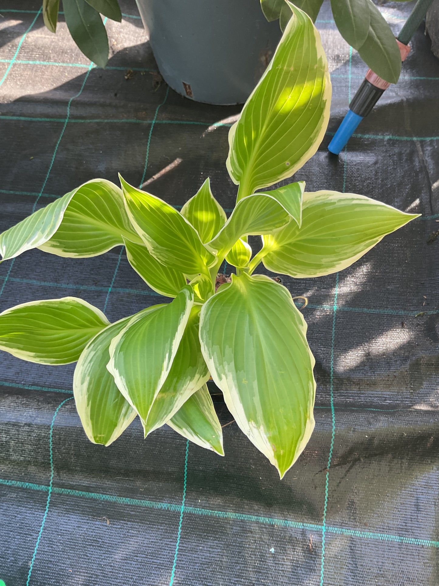 Hosta ‘Undulata Albomarginata’