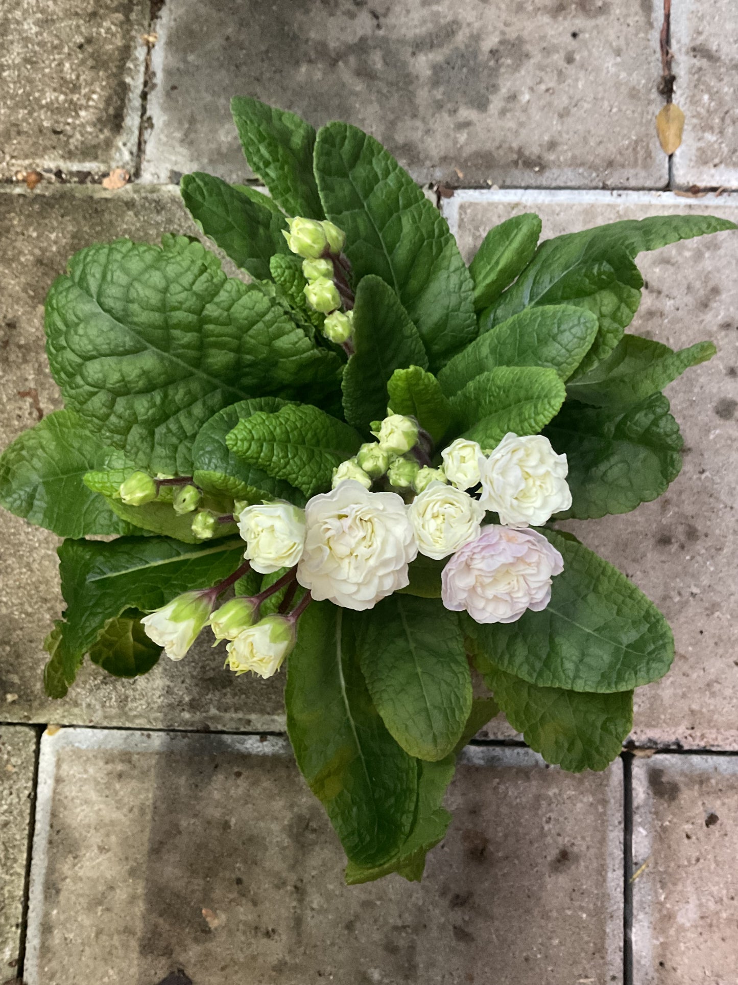 Primula Belarina ‘Pink Ice’ P13