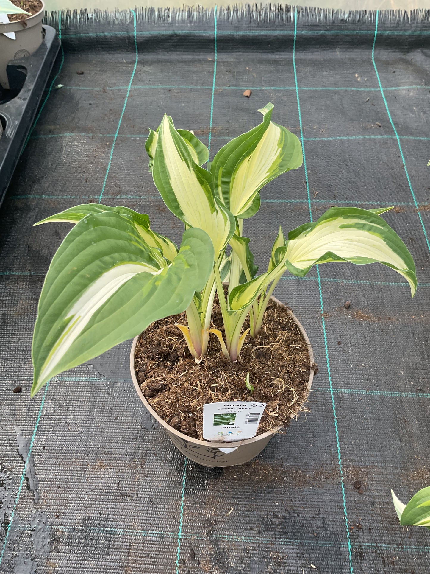Hosta ‘London Bridge’ P15