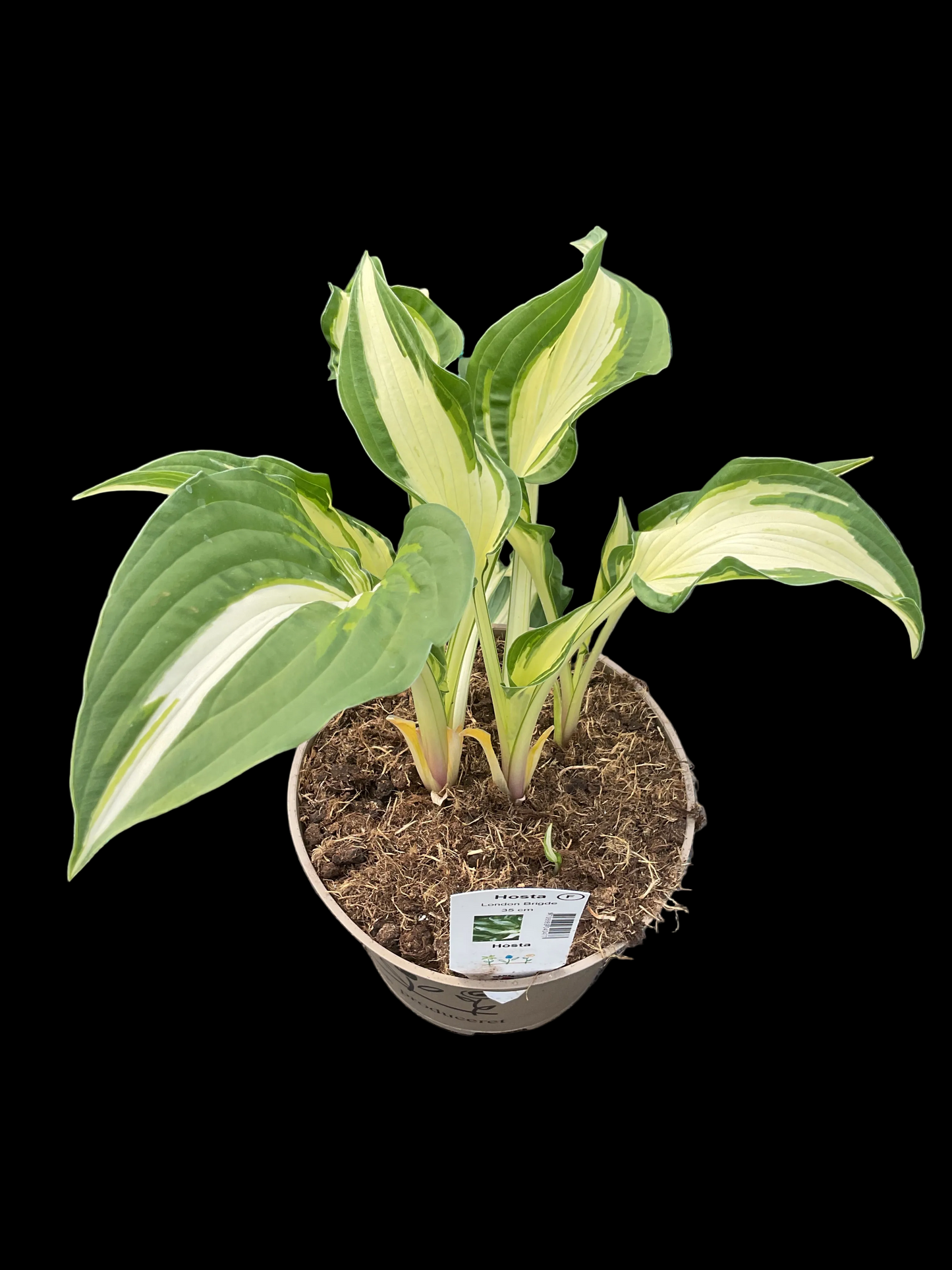 Hosta ‘London Bridge’ P15