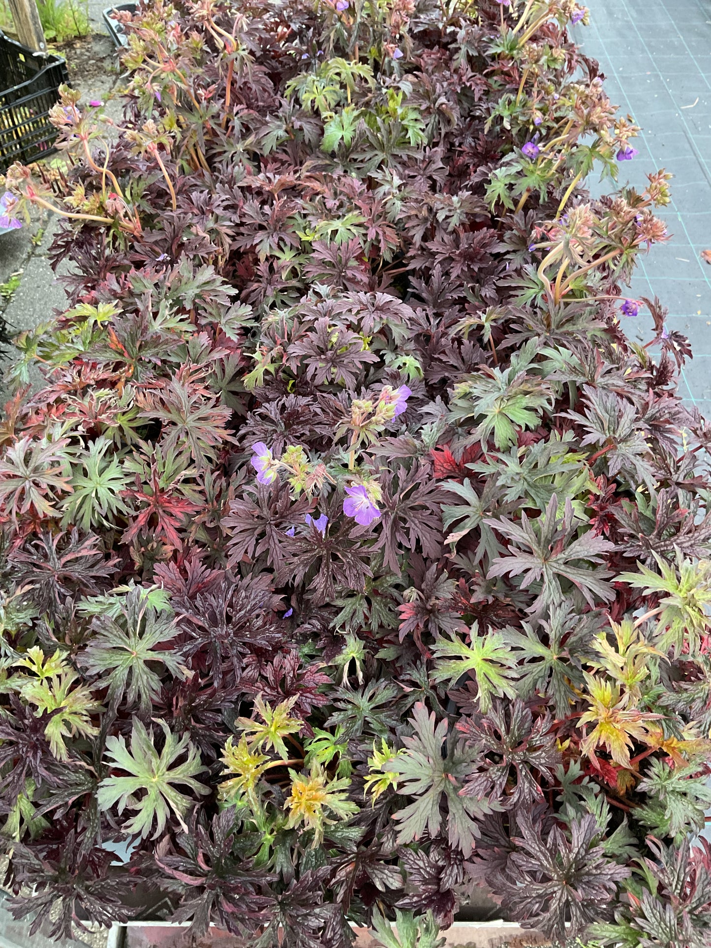 Geranium pratense ‘Midnight Reiter’ P19