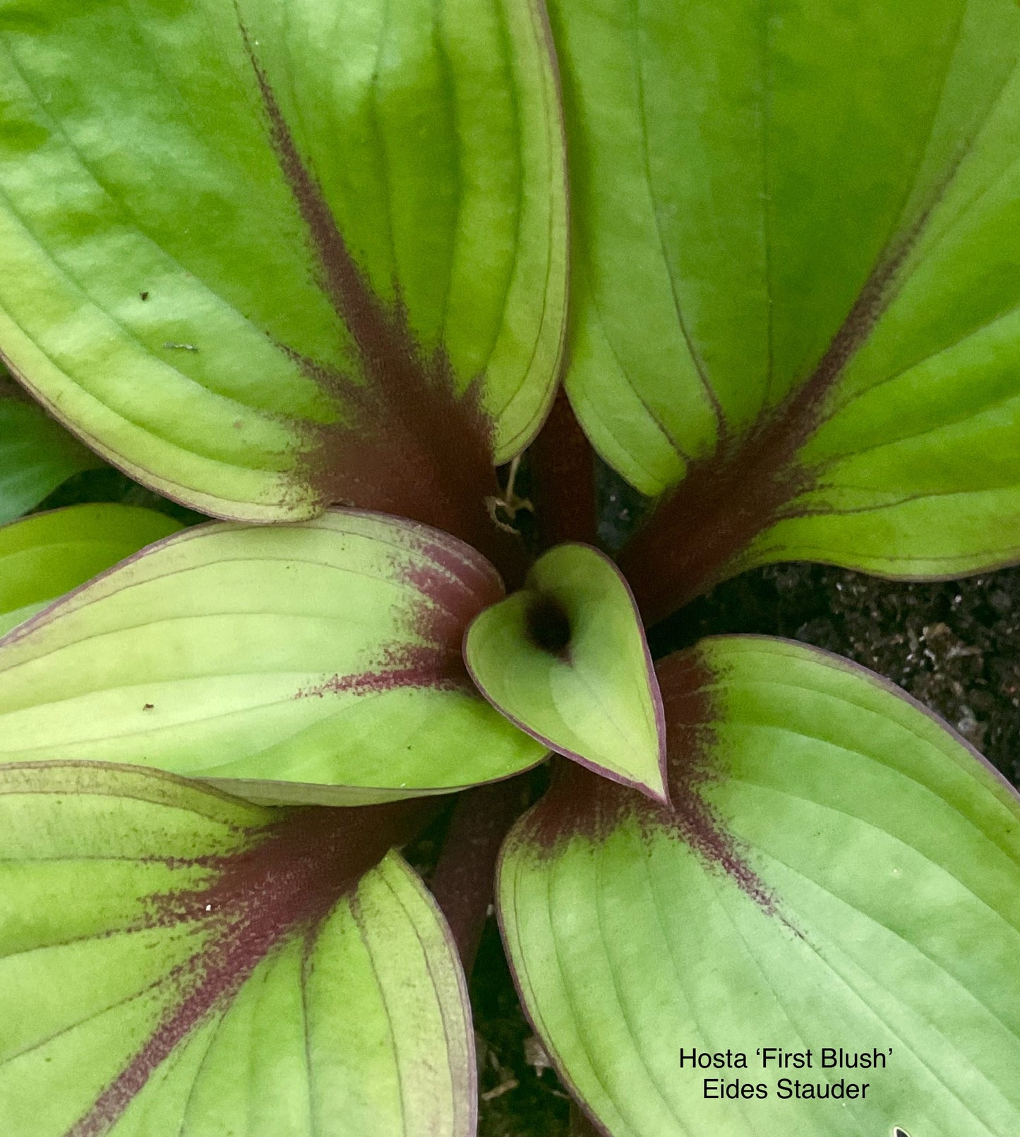 Hosta ‘First Blush’